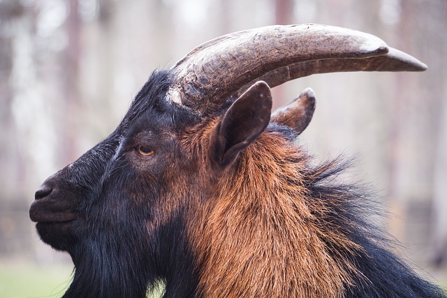 阿尔巴：亚马尔与梅西根本没有可比性；梅西是GOAT